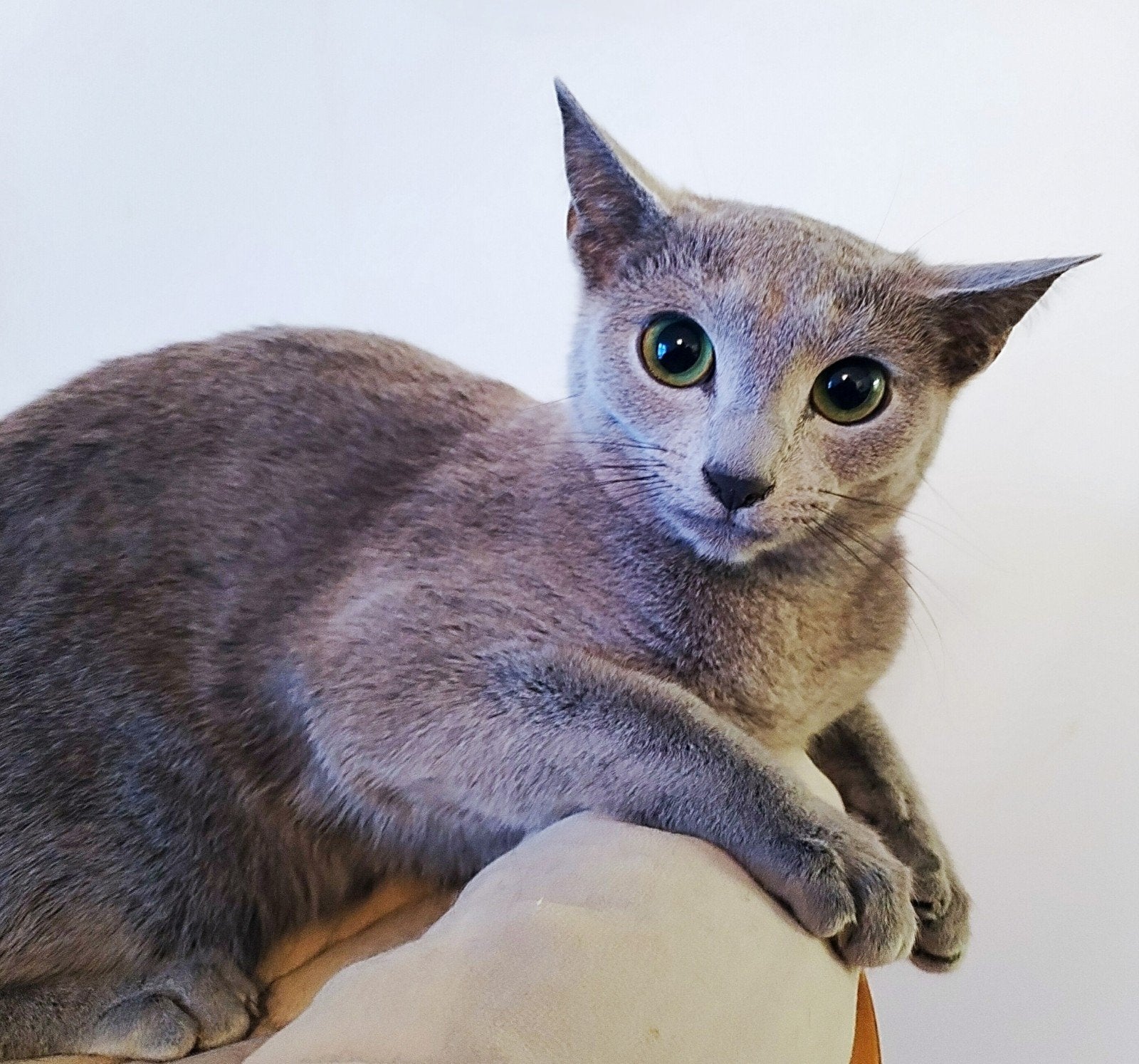 Mooi Russische Blauw poesje, Dieren en Toebehoren, Poes, Met stamboom, 0 tot 2 jaar