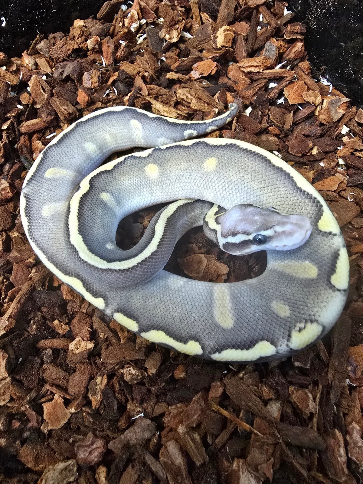 Koningspython (Python regius) – vele kleuren NK 2026 Ball Python photo 4