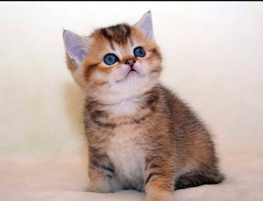 Brits Korthaar kittens in bijzondere kleuren!!!, Dieren en Toebehoren, Katten en Kittens | Raskatten | Korthaar, Meerdere dieren