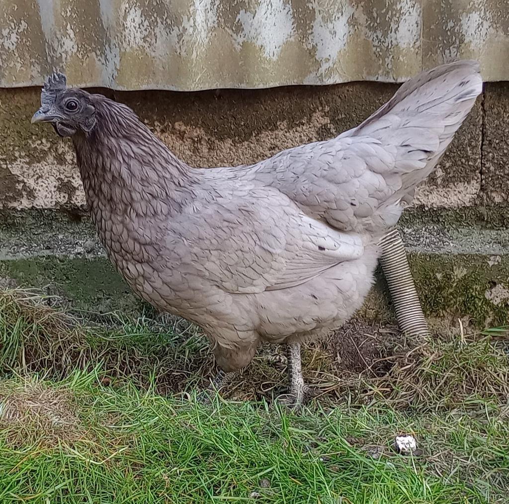 Ayam Cemani mix hen, Dieren en Toebehoren, Pluimvee, Vrouwelijk, Kip