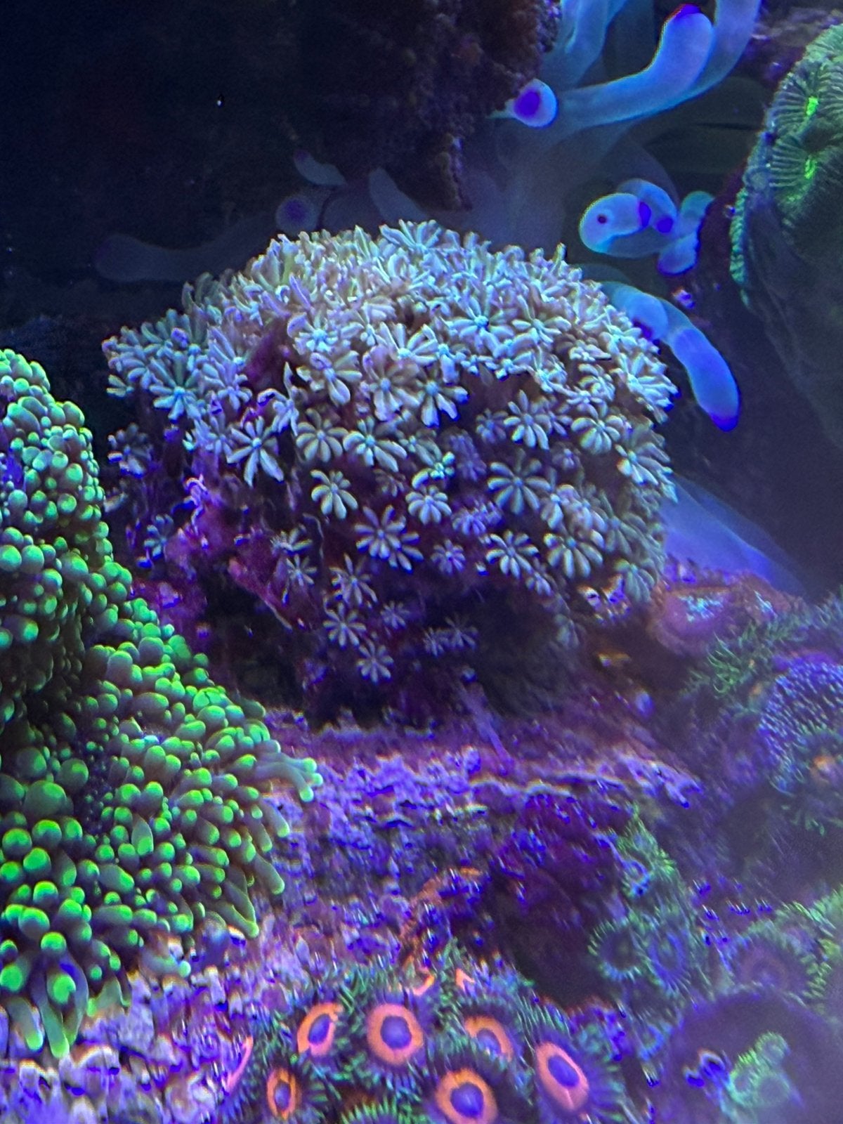 Tubipora mooi vol stuk, Dieren en Toebehoren, Vissen | Aquariumvissen, Vis