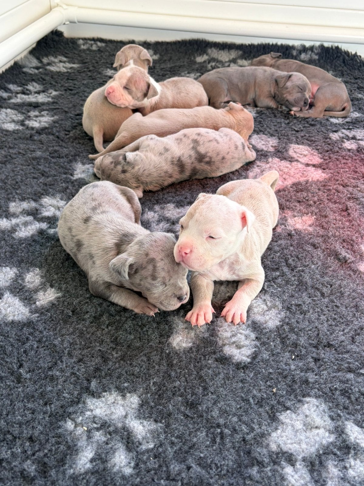 American bully pups, Dieren en Toebehoren, Overige rassen, 8 tot 15 weken, Meerdere, Meerdere dieren