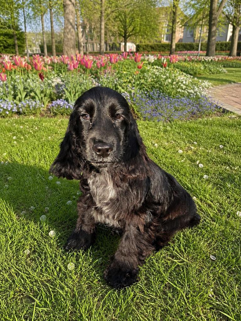 Cockerspaniël pup, Dieren en Toebehoren, Honden | Retrievers, Spaniëls en Waterhonden, 8 tot 15 weken, Teef, Parvo, Eén hond