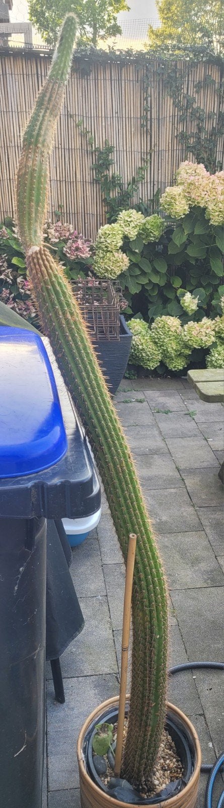 Grote cactus, gratis op te halen (ongeveer 1.25m hoog), Ophalen, Overige soorten, Volle zon