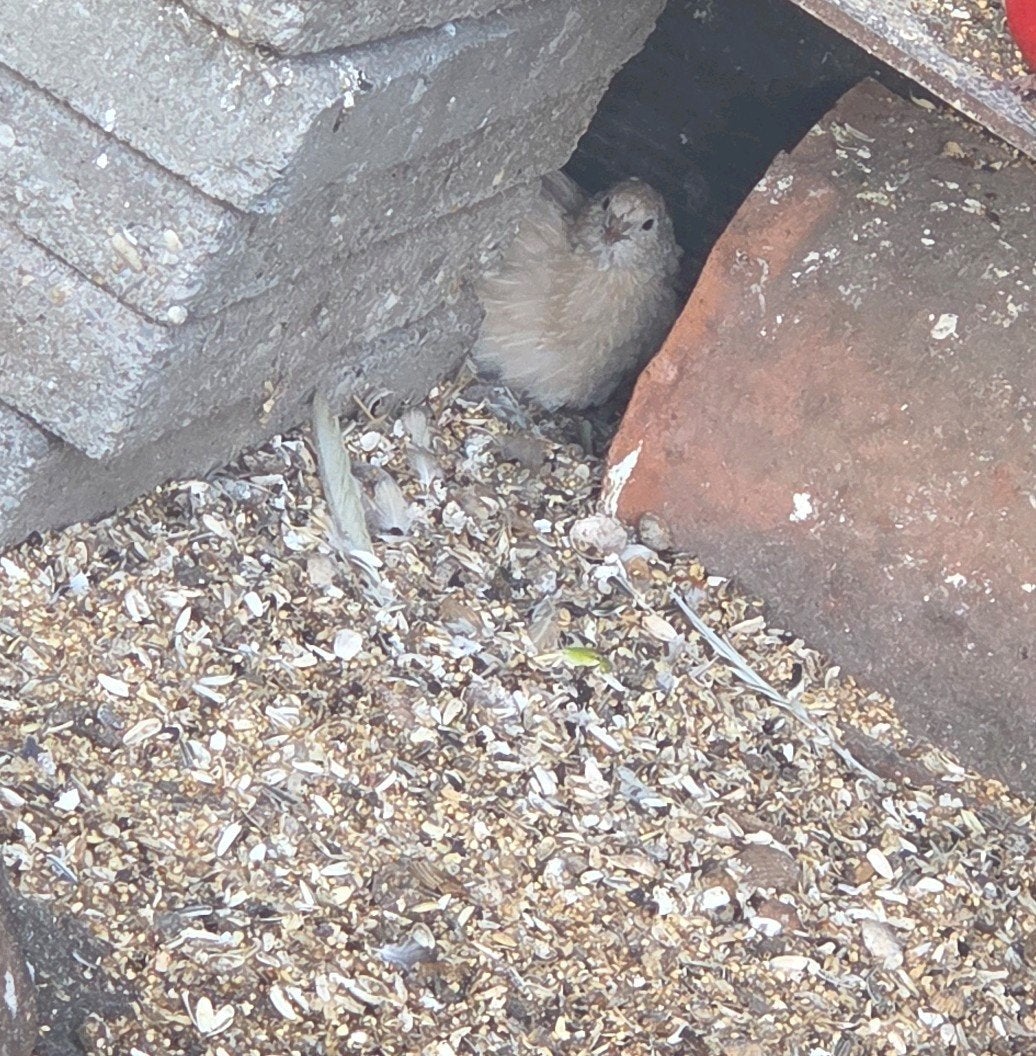 japanse kwartels, Meerdere dieren