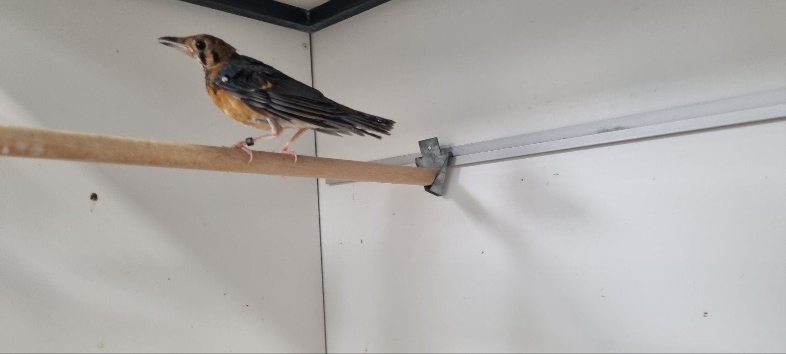 Dama Lijster man 2026, Dieren en Toebehoren, Vogels | Overige Vogels, Mannelijk, Tropenvogel, Geringd