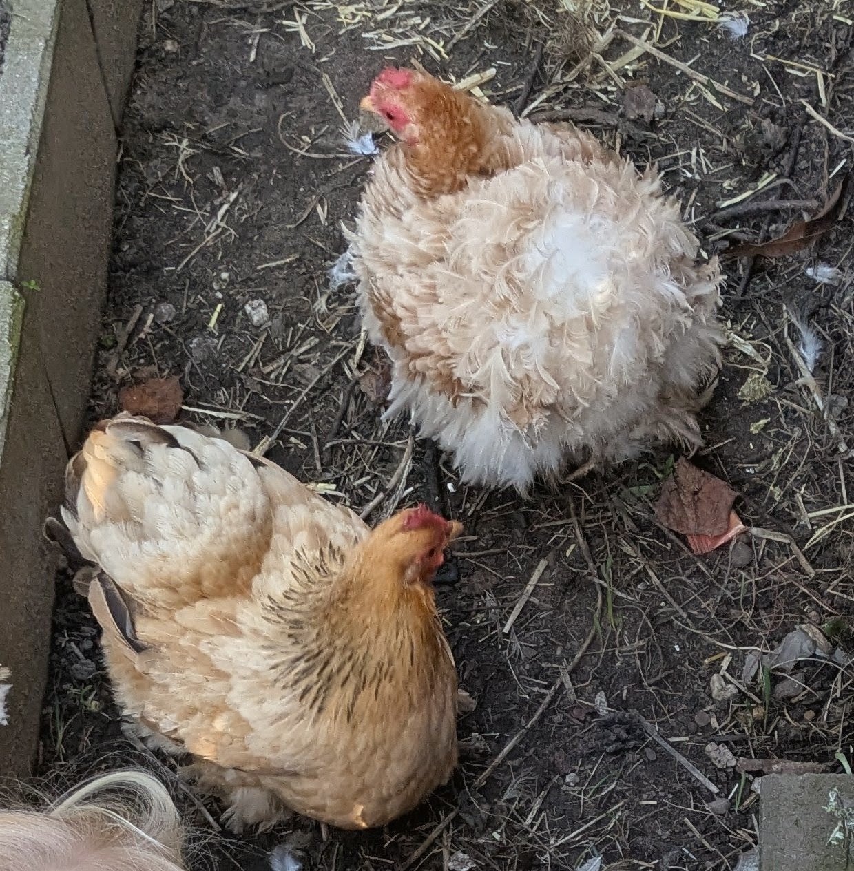 Twee cochin kriel hennen van 2 jaar oud, Vrouwelijk, Kip