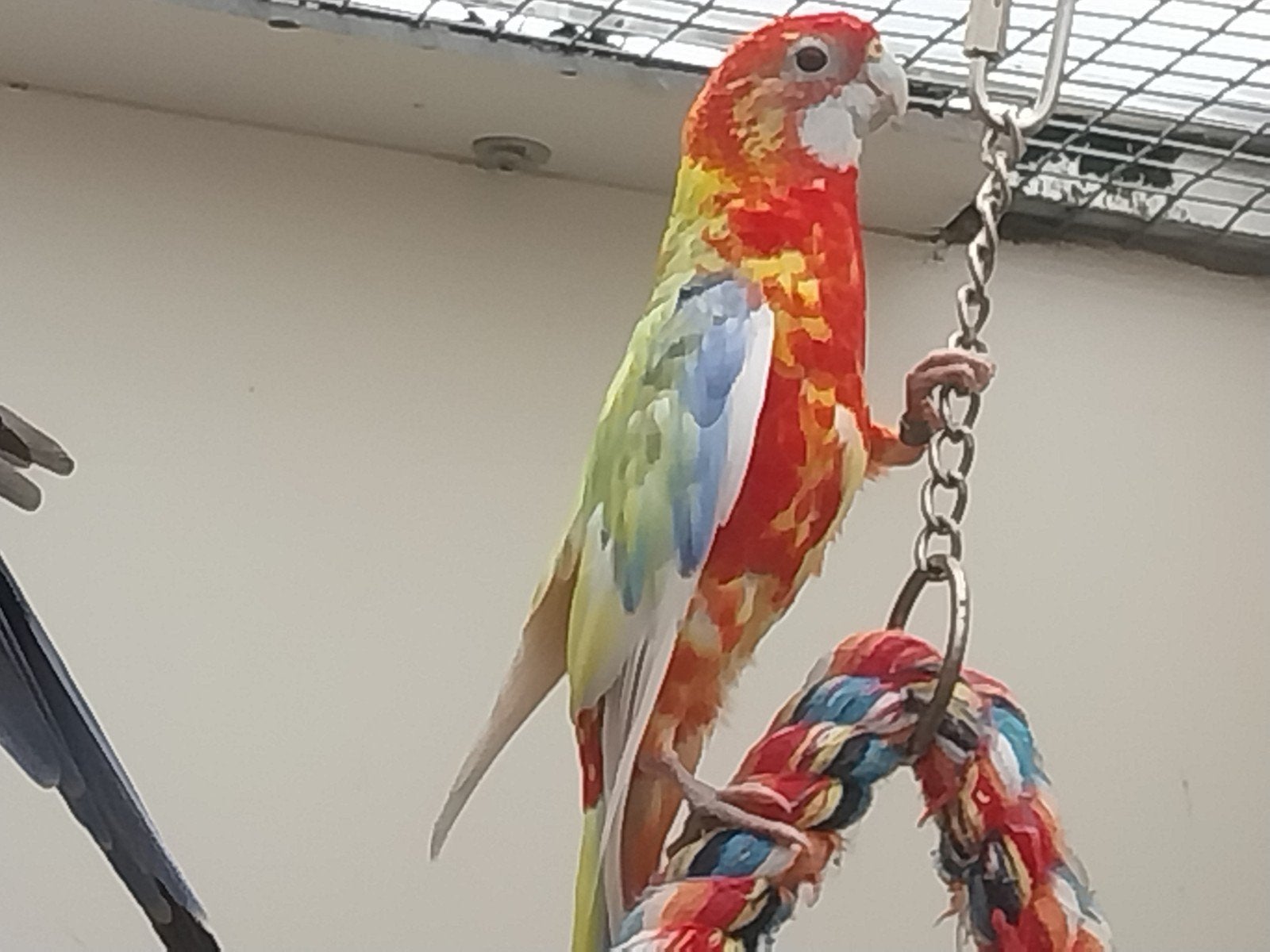 te koop rosella's, Dieren en Toebehoren, Vogels | Parkieten en Papegaaien, Meerdere dieren, Parkiet, Geringd