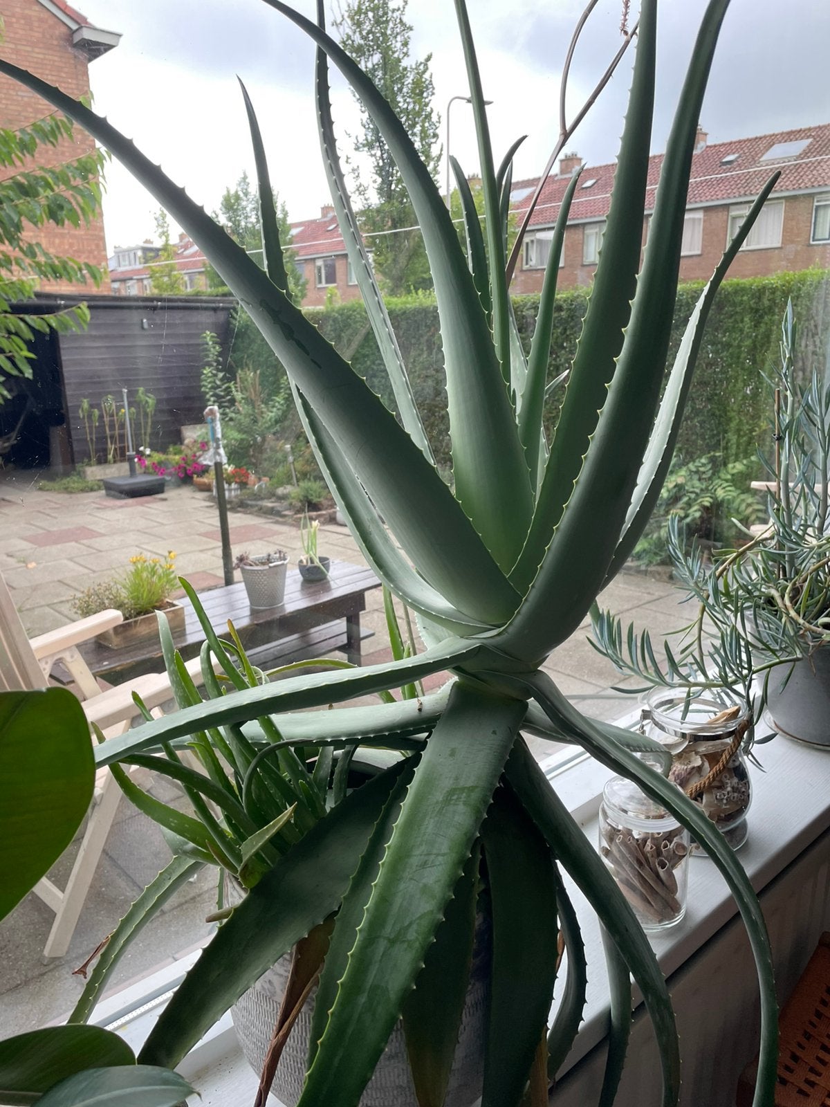 Prachtige aloe vera plant, Huis en Inrichting, Kamerplanten, Ophalen, Halfschaduw, Minder dan 100 cm