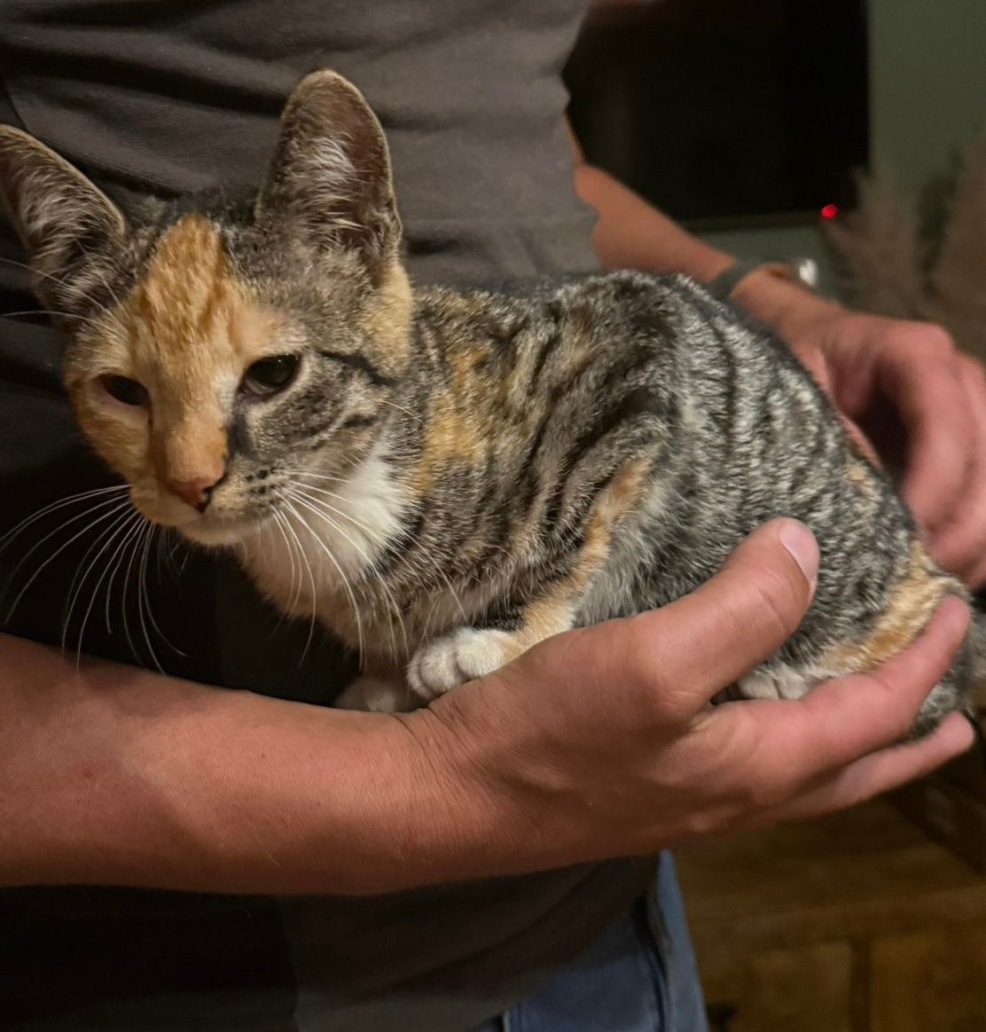 Lapjes kitten, Dieren en Toebehoren, Poes