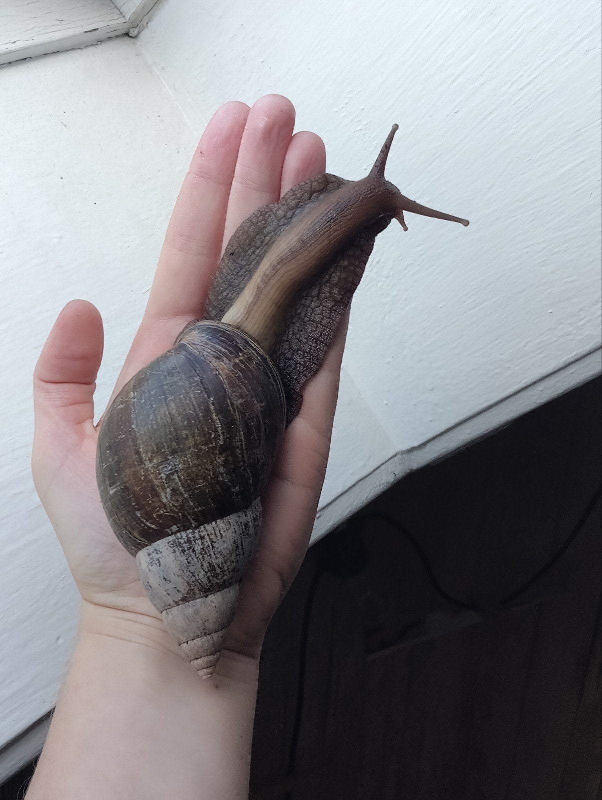 gratis Afrikaanse reuzen slakken, Dieren en Toebehoren, Insecten en Spinnen, Wandelende tak
