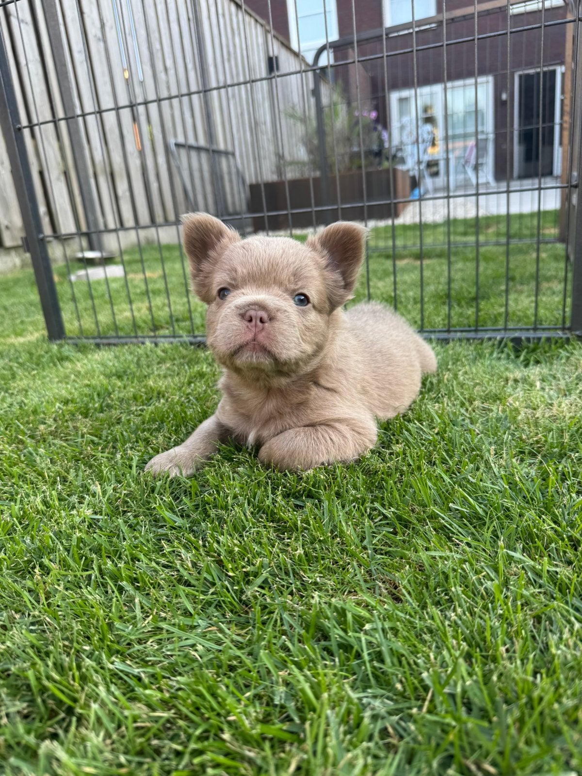 Fluffy franse bulldog fluffy frenchie pups puppy, HCC (leverziekte), 8 tot 15 weken, Bulldog, Meerdere