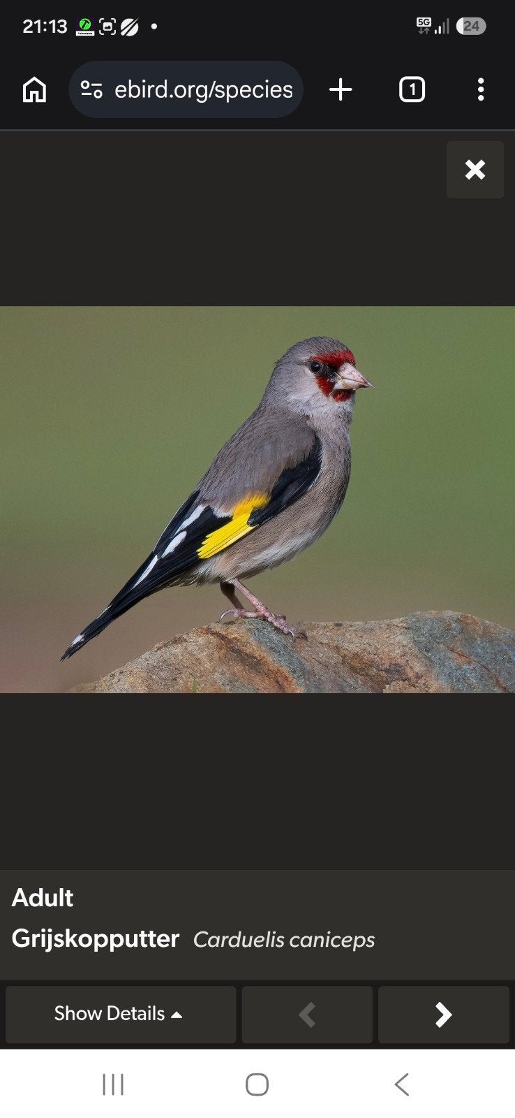 gevraagd: grijskop putter, Dieren en Toebehoren, Vrouwelijk, Wildzangvogel