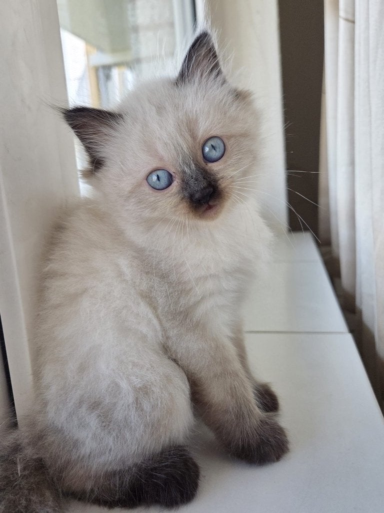 Kitten Ragdoll, Meerdere dieren, 0 tot 2 jaar