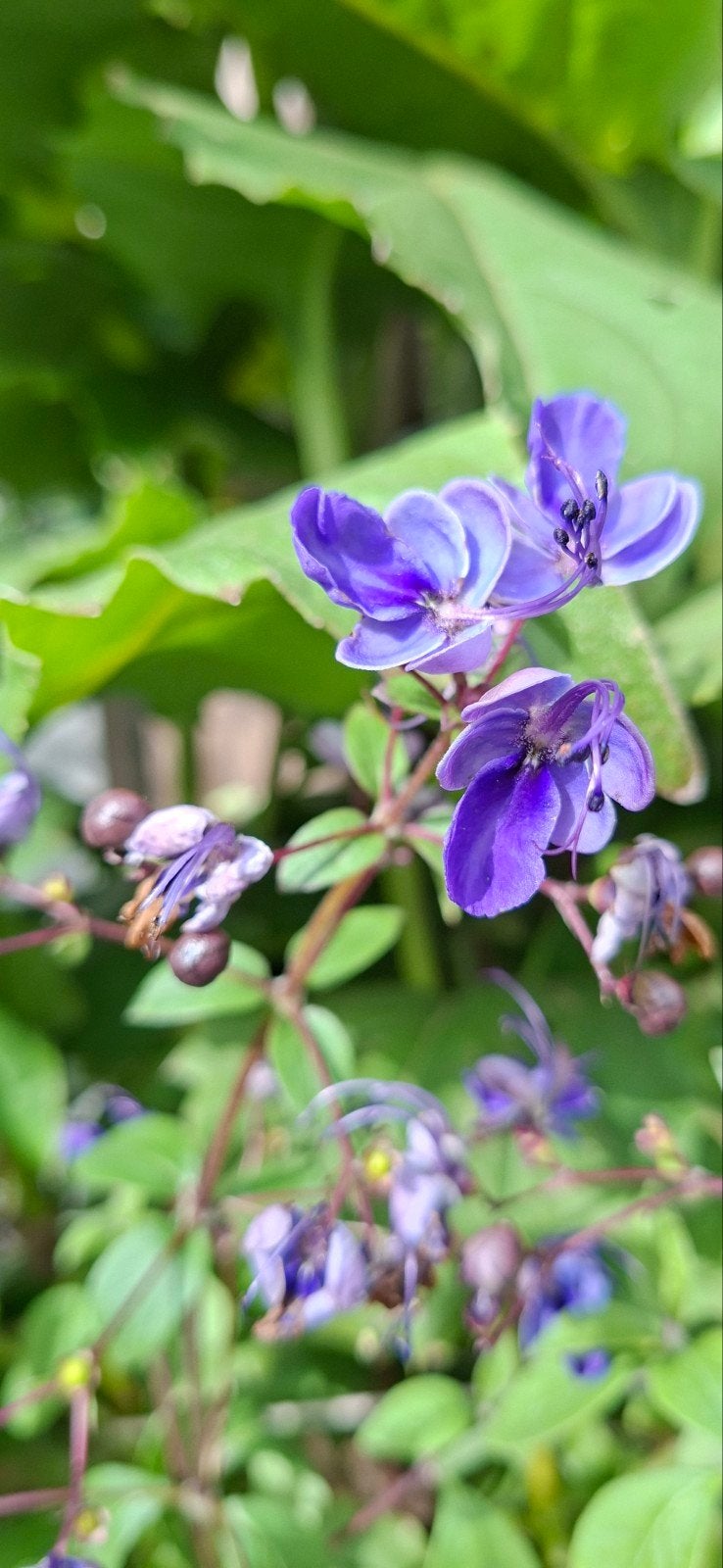 Clerodendrum ugandense - Exotische Kuipplant, Tuin en Terras, Ophalen, Volle zon, Vaste plant, Klimplanten