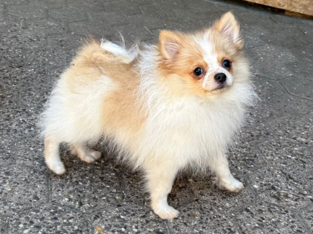 Pomeriaan Pup, Pomeranian, Dwergkees, Fokker | Hobbymatig, Keeshond, Reu, 8 tot 15 weken