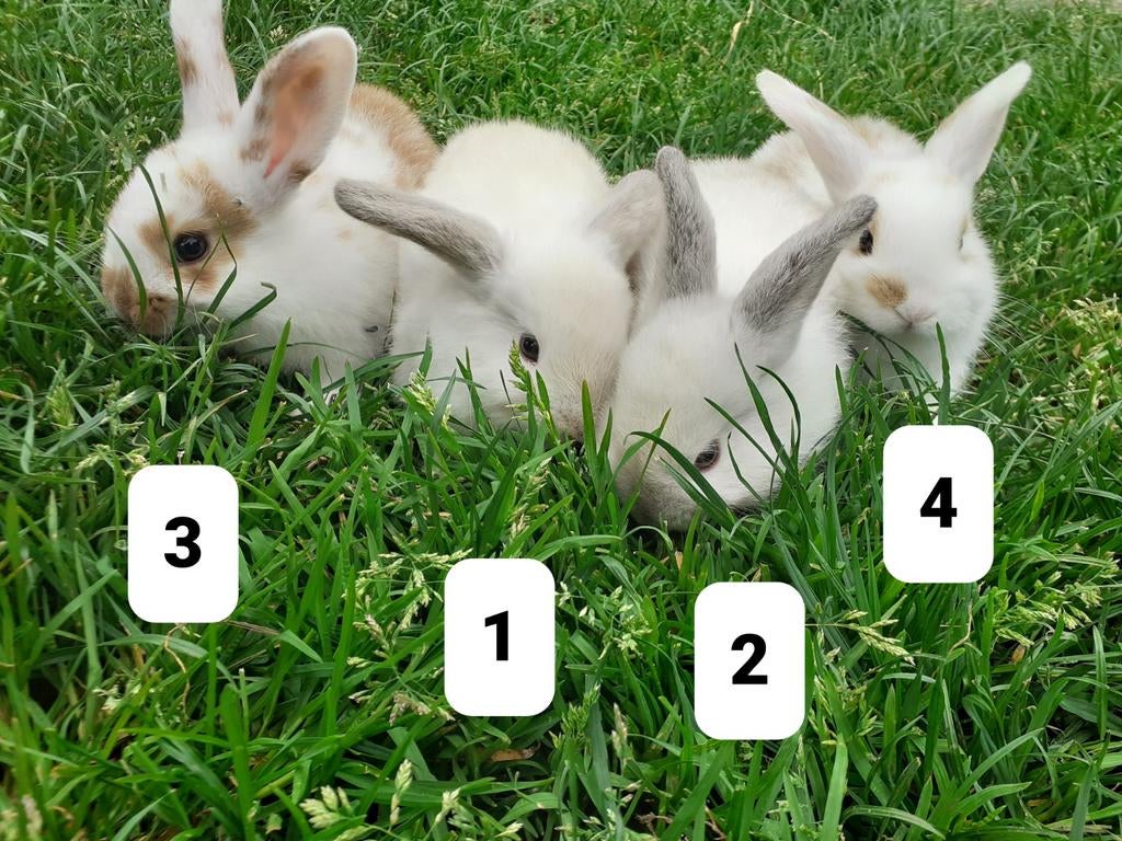 Jonge hangoor dwergkonijnen, Dieren en Toebehoren, Konijnen, Mannelijk, Dwerg, Hangoor, 0 tot 2 jaar