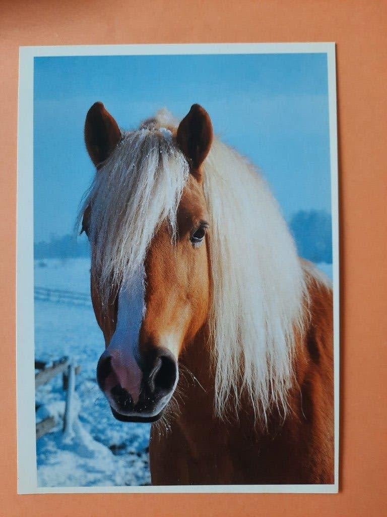 ansichtkaart paard veulen, Verzamelen, Ansichtkaarten | Dieren, Ophalen, 1980 tot heden, Ongelopen, Paard