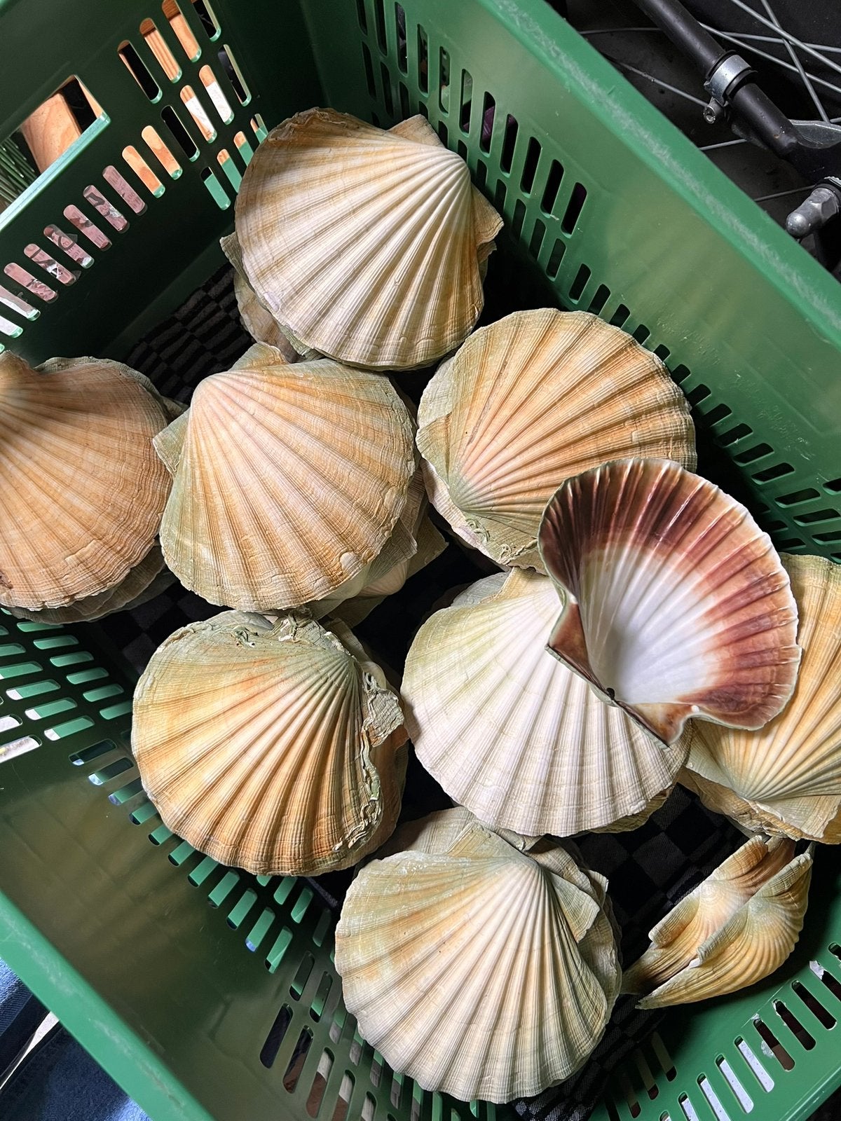 Prachtige coquille schelpen, Ophalen of Verzenden, Zo goed als nieuw