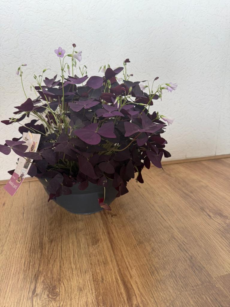 Oxalis, Ophalen, Overige soorten, Volle zon