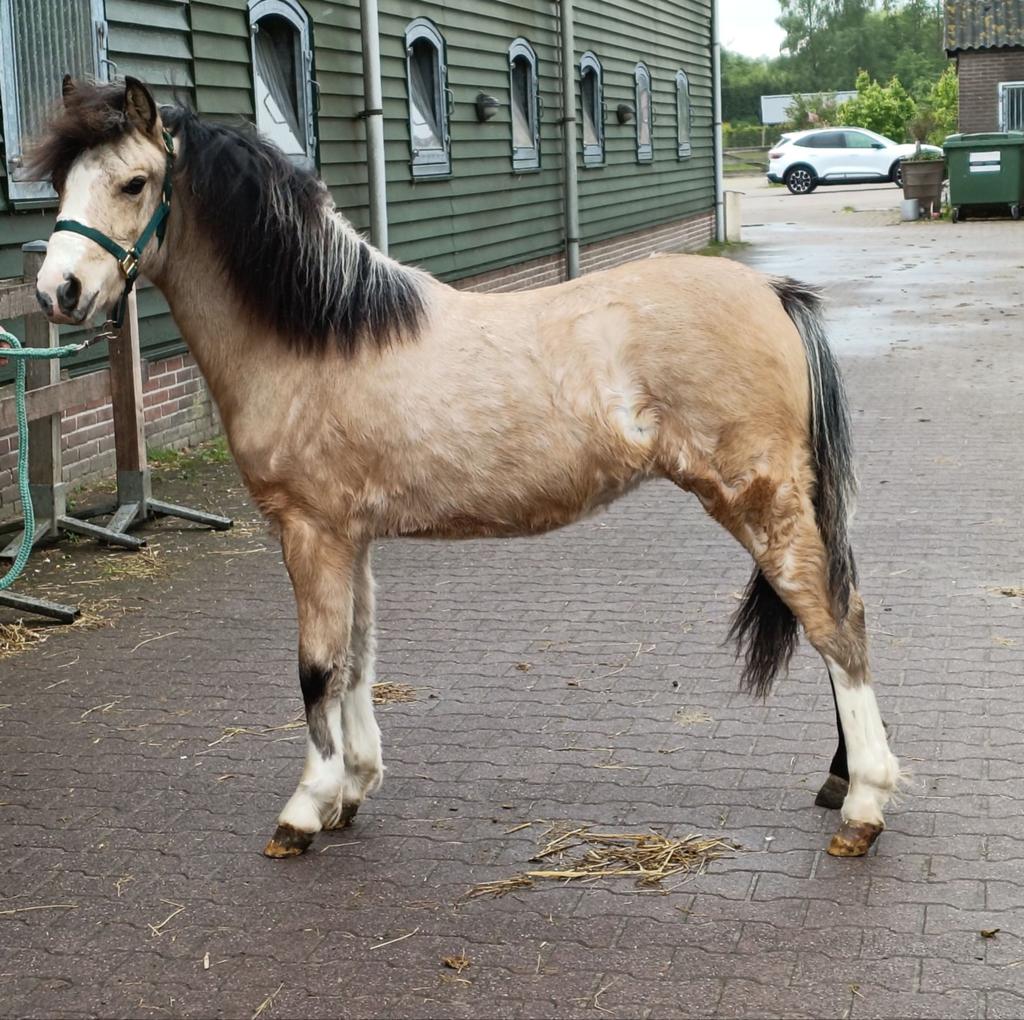 Pony's, Dieren en Toebehoren, Pony's, Meerdere dieren, Niet van toepassing, C pony (1.27m tot 1.37m), Tuigpony, 0 tot 2 jaar, Met stamboom