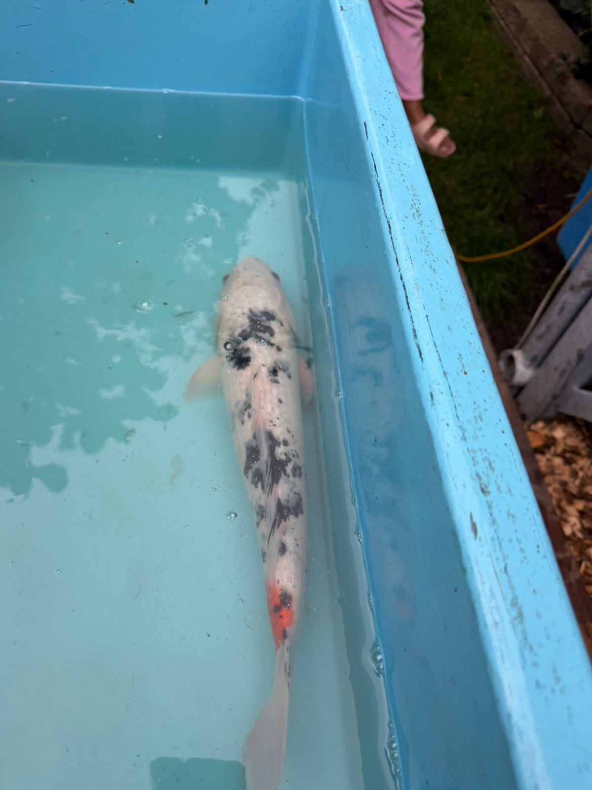 Tancho Sanke koi