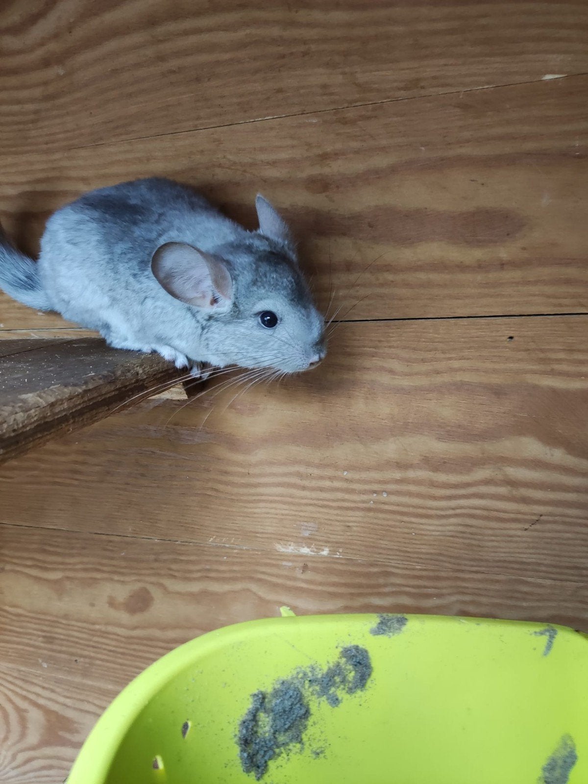 Chinchilla, Dieren en Toebehoren, Chinchilla, April, Vrouwelijk, Tam