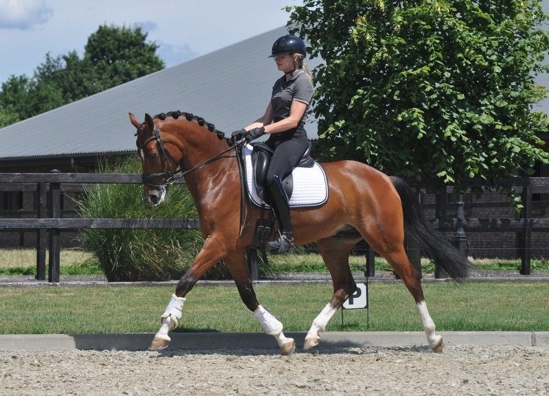 6 jarige E pony welsh, Dieren en Toebehoren, Pony's, E pony (1.48m - 1.57m), Met stamboom, Ruin, Dressuurpony