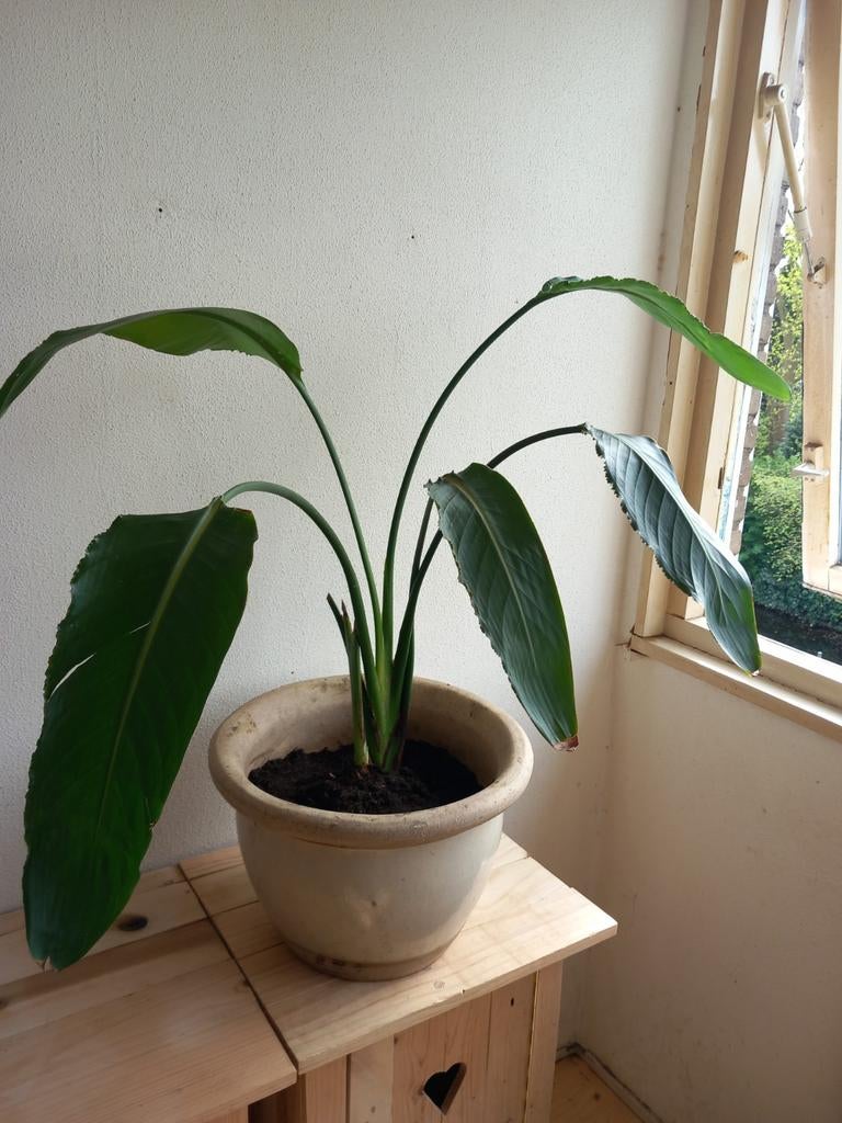 Strelitzia Nocolai met stenen pot., Huis en Inrichting, Kamerplanten, Ophalen, Halfschaduw