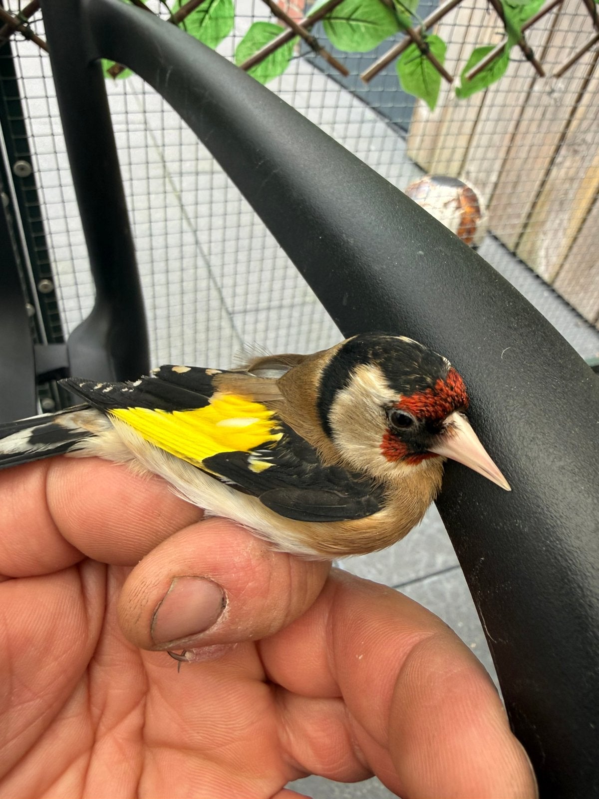 Parva putter pop, Vrouwelijk, Wildzangvogel