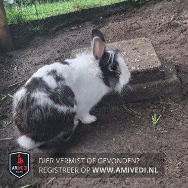 Vermist konijn (vinders beloning!), Dieren en Toebehoren, Konijn of Knaagdier