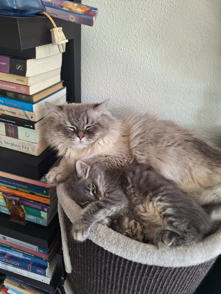 Super lieve sociale kittens ., Dieren en Toebehoren, Katten en Kittens | Raskatten | Langhaar, Meerdere dieren, Gechipt, 0 tot 2 jaar