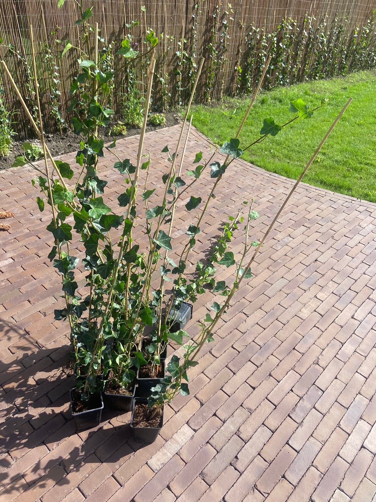 Klimop hedera hibernica (10 stuks), Ophalen, Overige soorten, Haag, Minder dan 100 cm