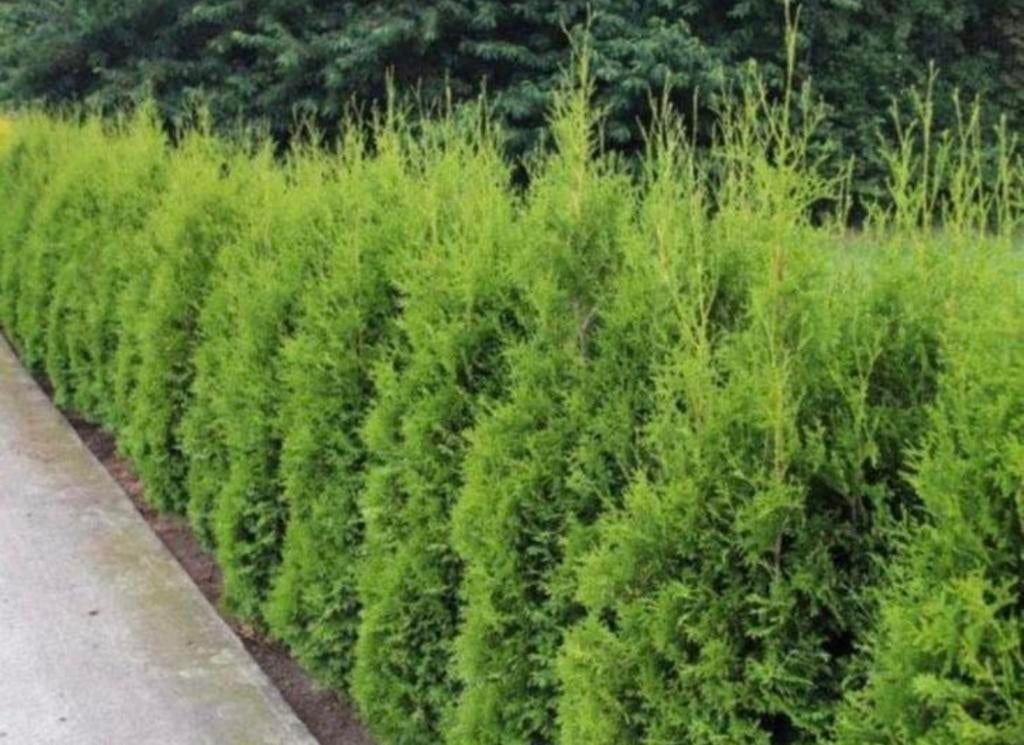 30 x Coniferen Thuja Brabant 225 cm, Ophalen of Verzenden, Bloeit niet, Overige soorten, Volle zon