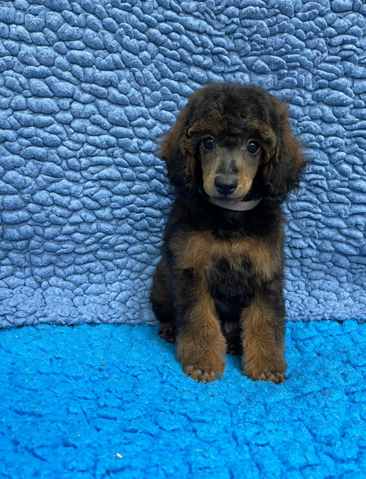 Prachtige Dwergpoedel pups beschikbaar, Dieren en Toebehoren, Honden | Chihuahua's en Gezelschapshonden, Poedel, Parvo, 8 tot 15 weken