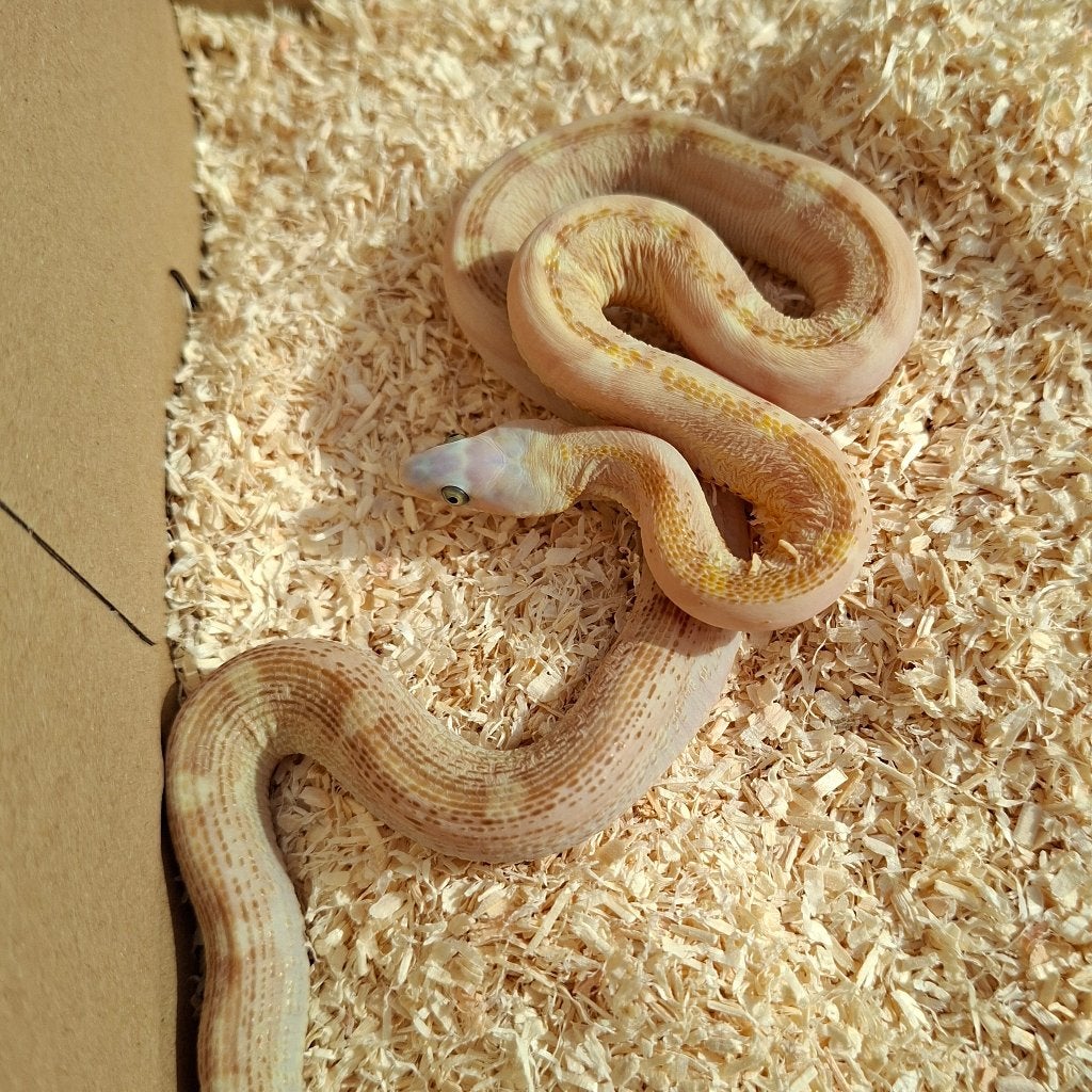 0.1 Scaleless Amber motley 100% heterozygoot Amel  (butter), Dieren en Toebehoren, Slang, Tam, 0 tot 2 jaar