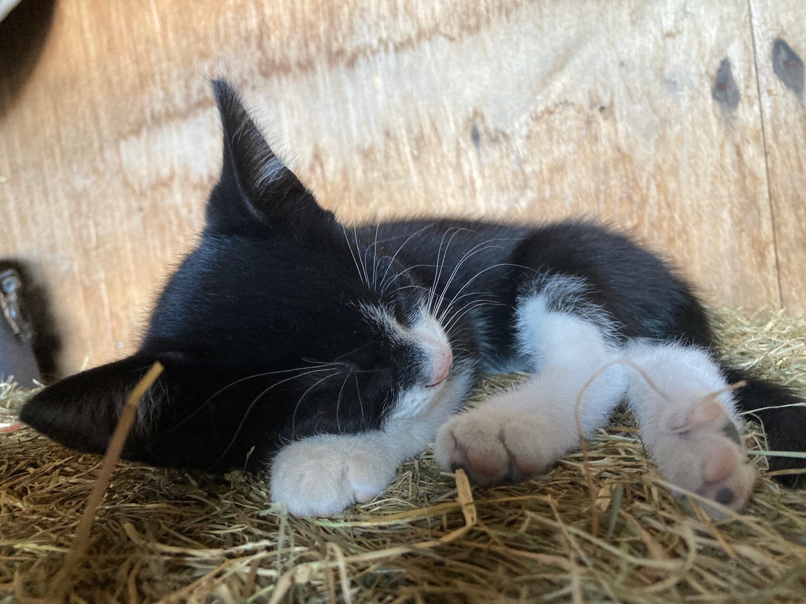 Twee zeer tamme, aanhankelijke boerderijkittens, Dieren en Toebehoren, Meerdere dieren