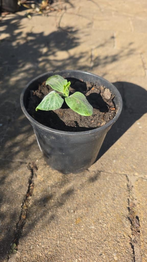 Komkommer  - Vers gekweekt voor uw tuin, Tuin en Terras, Ophalen of Verzenden, Eenjarig, Groenteplanten, Volle zon