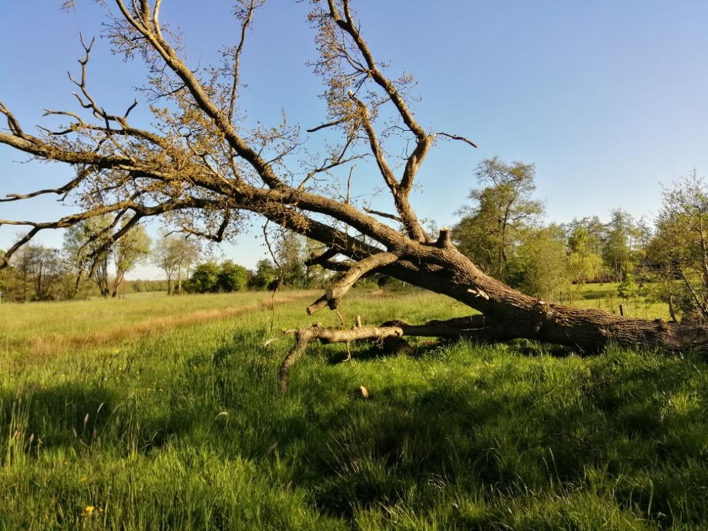 Eikenboom omgevallen, Tuin en Terras, Haardhout, 6 m³ of meer, Ophalen, Eikenhout, Stammen