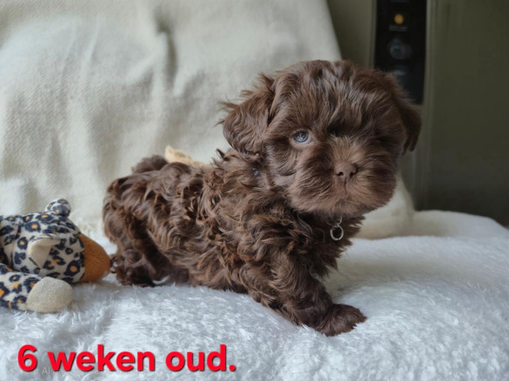 F1 ShiPoo’s/ mini Labradoodle FAWN, Parvo, Reu, 8 tot 15 weken, Meerdere