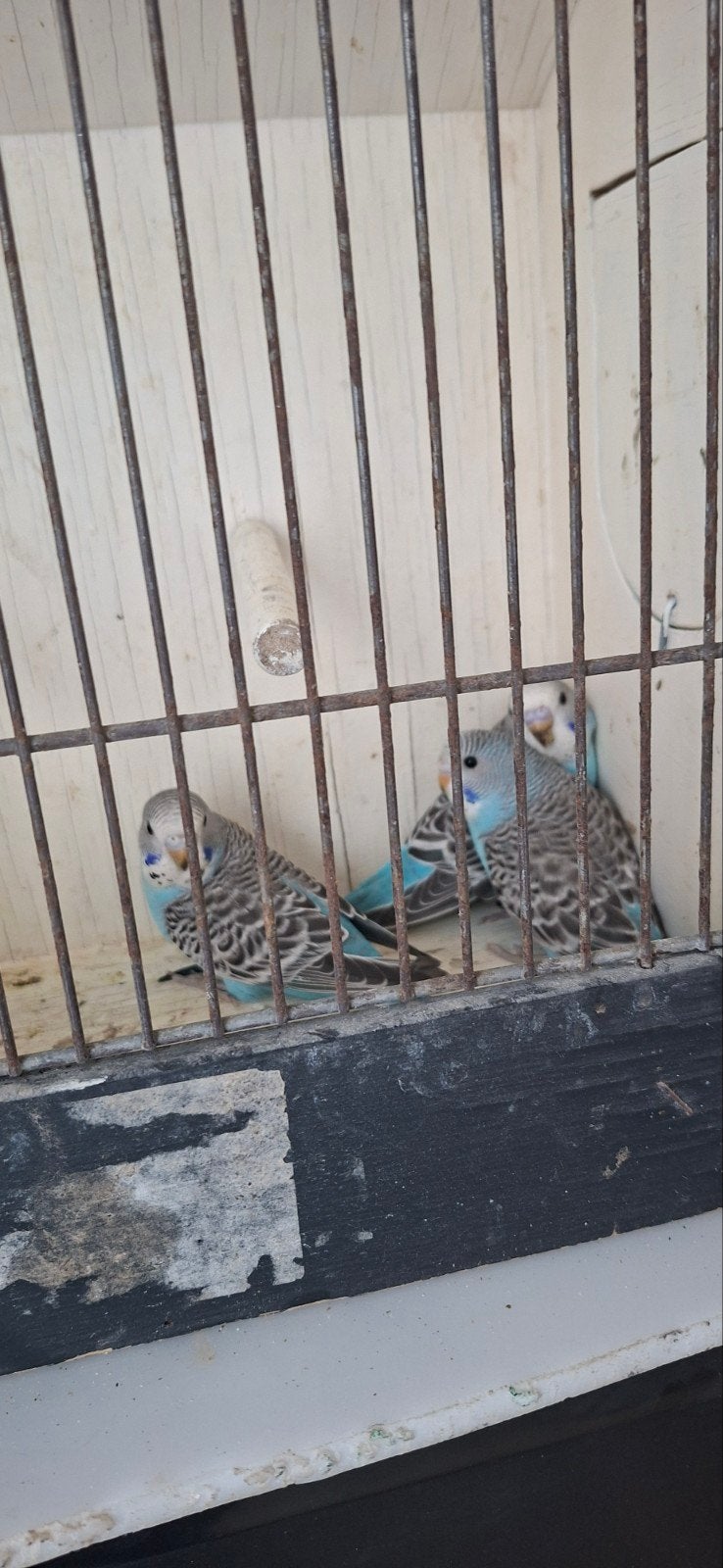 Baby grasparkieten., Dieren en Toebehoren, Vogels | Parkieten en Papegaaien, Geslacht onbekend, Parkiet