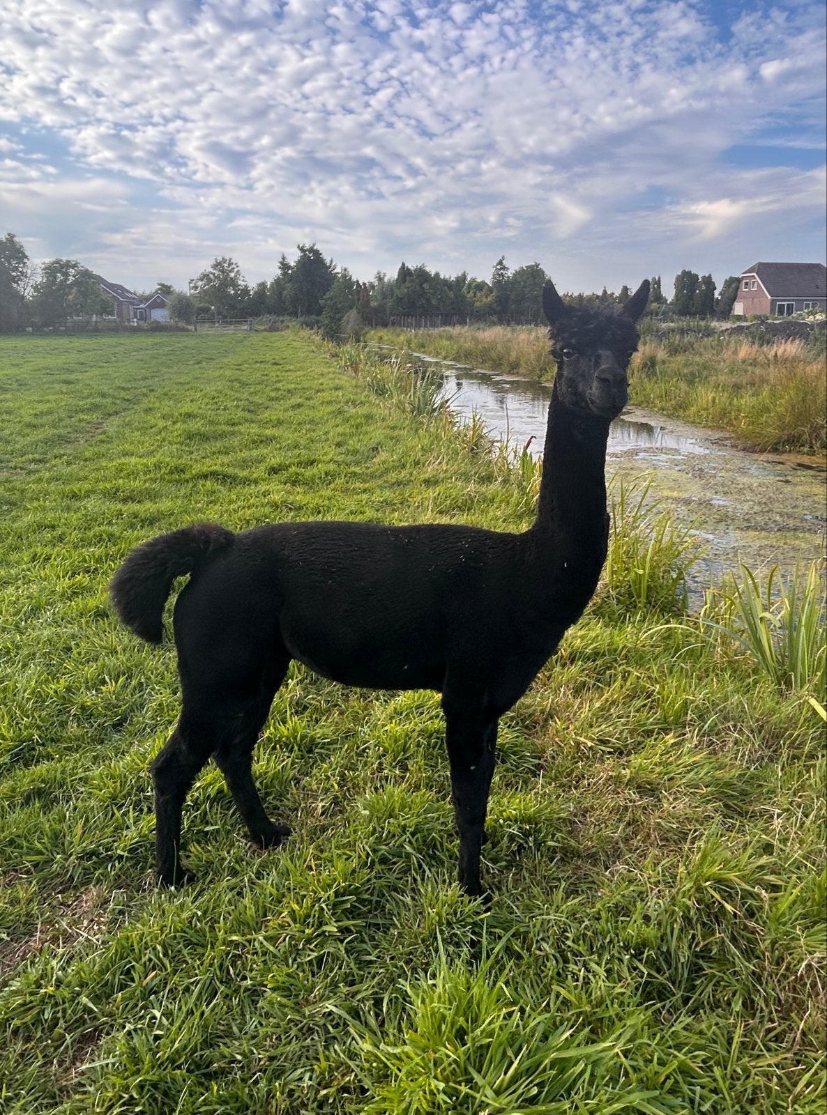 Alpaca hengst - 4 jr - gitzwart, Dieren en Toebehoren, April, Mannelijk