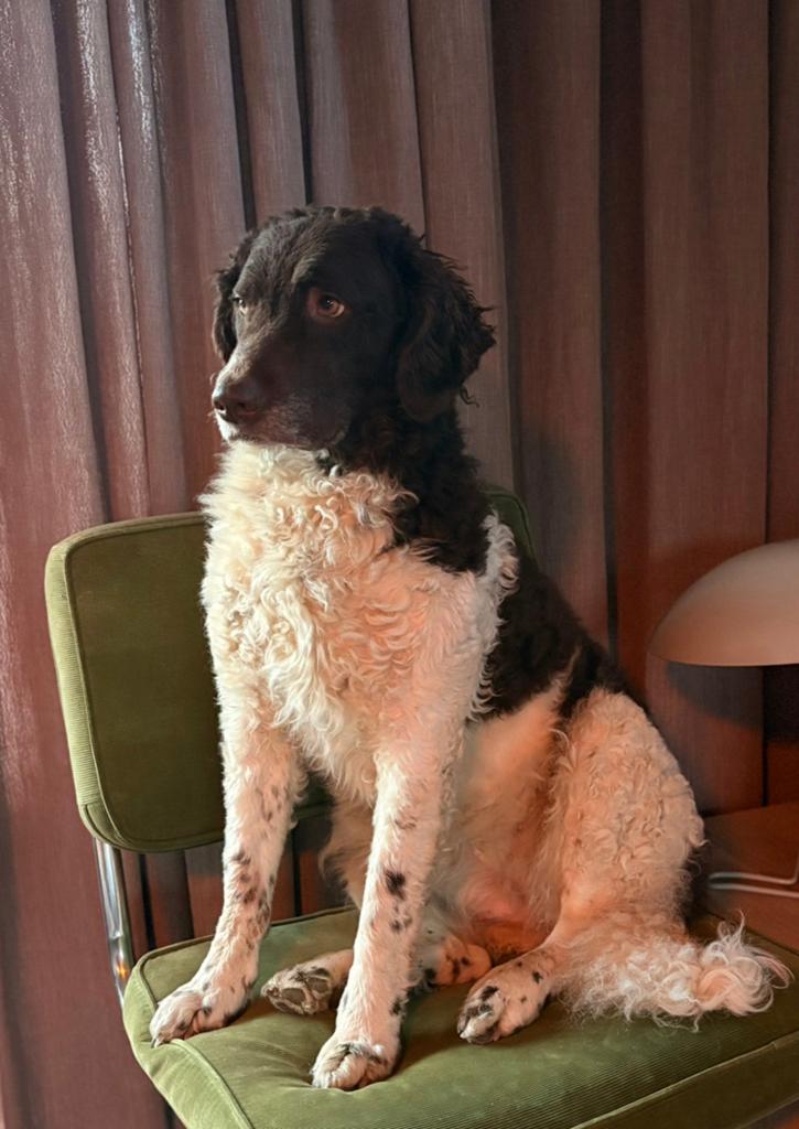 Warme mand gezocht, Overige rassen, Teef, Parvo, Eén hond