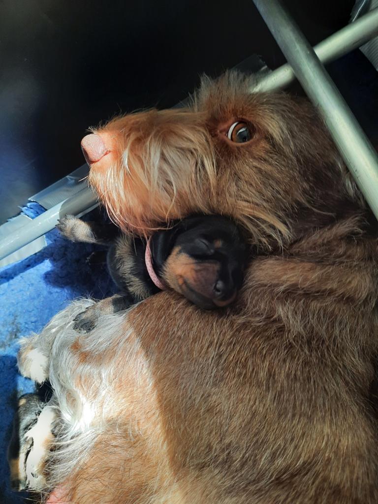 Teckel pups., 8 tot 15 weken, Dwerg, Parvo, Meerdere dieren