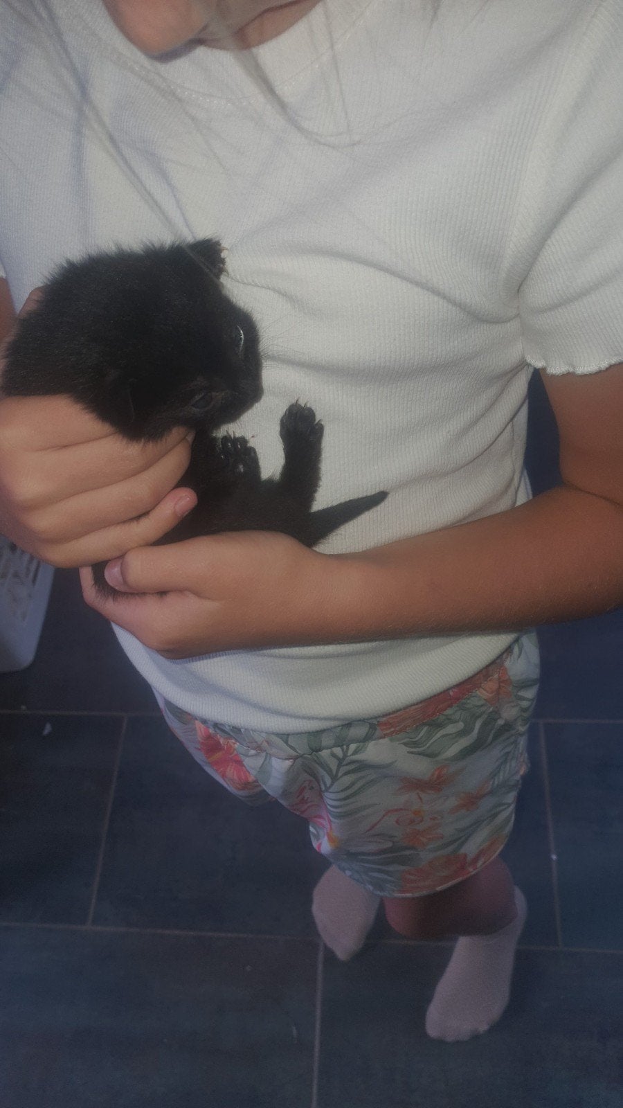 1 zwart schattig poesje💝+ 1 zwartwit katertje ‍💙voor jou❓️, Meerdere dieren