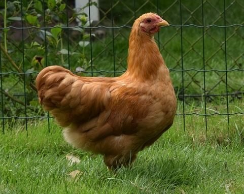Wyandotte Buff krielhaan raszuiver (géén Columbia !), Meerdere dieren, Kip