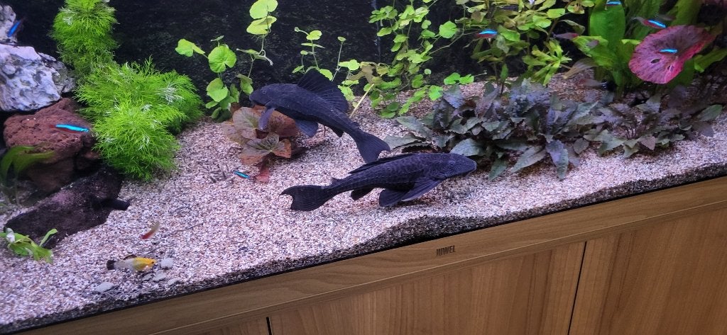 een grote algeneter 20 cm  gratis, Dieren en Toebehoren, Vis