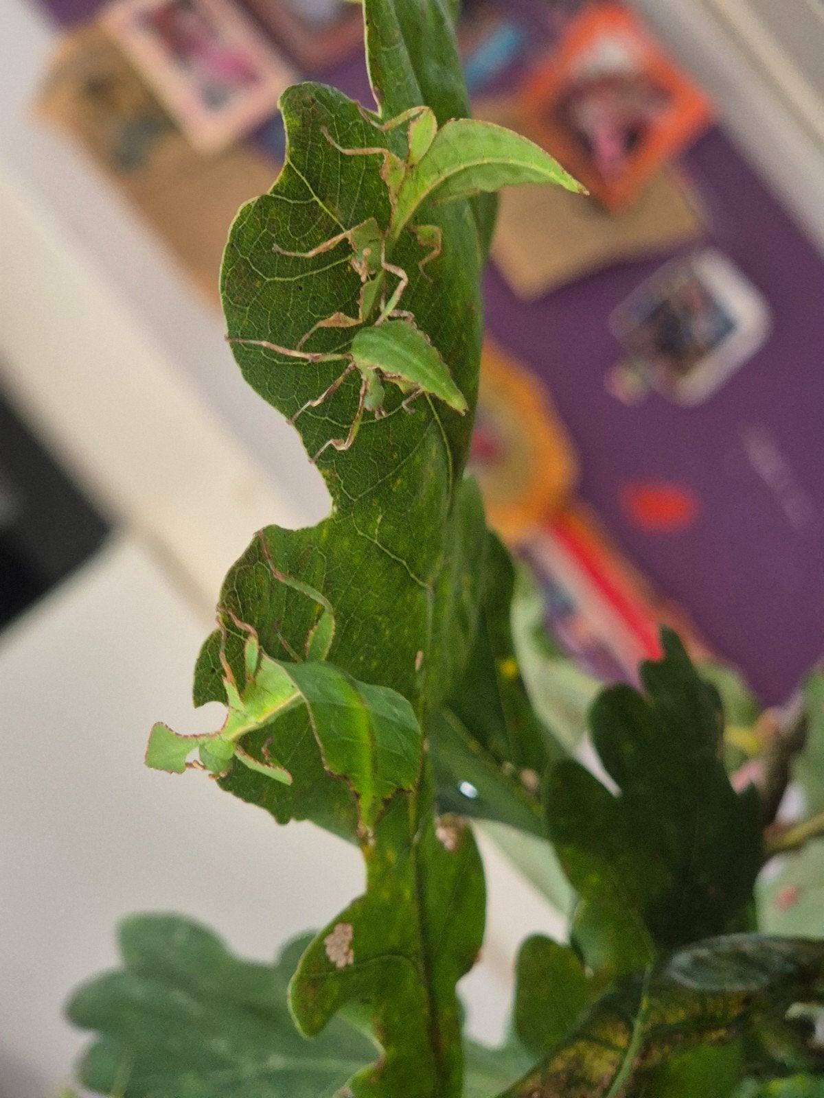 Nimfen cryptophyllium giganteum, Wandelende tak