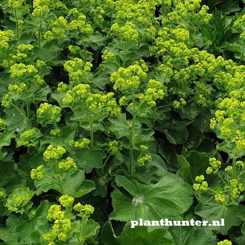 Alchemilla mollis Vrouwenmantel aanbieding, Ophalen, Overige soorten, Halfschaduw