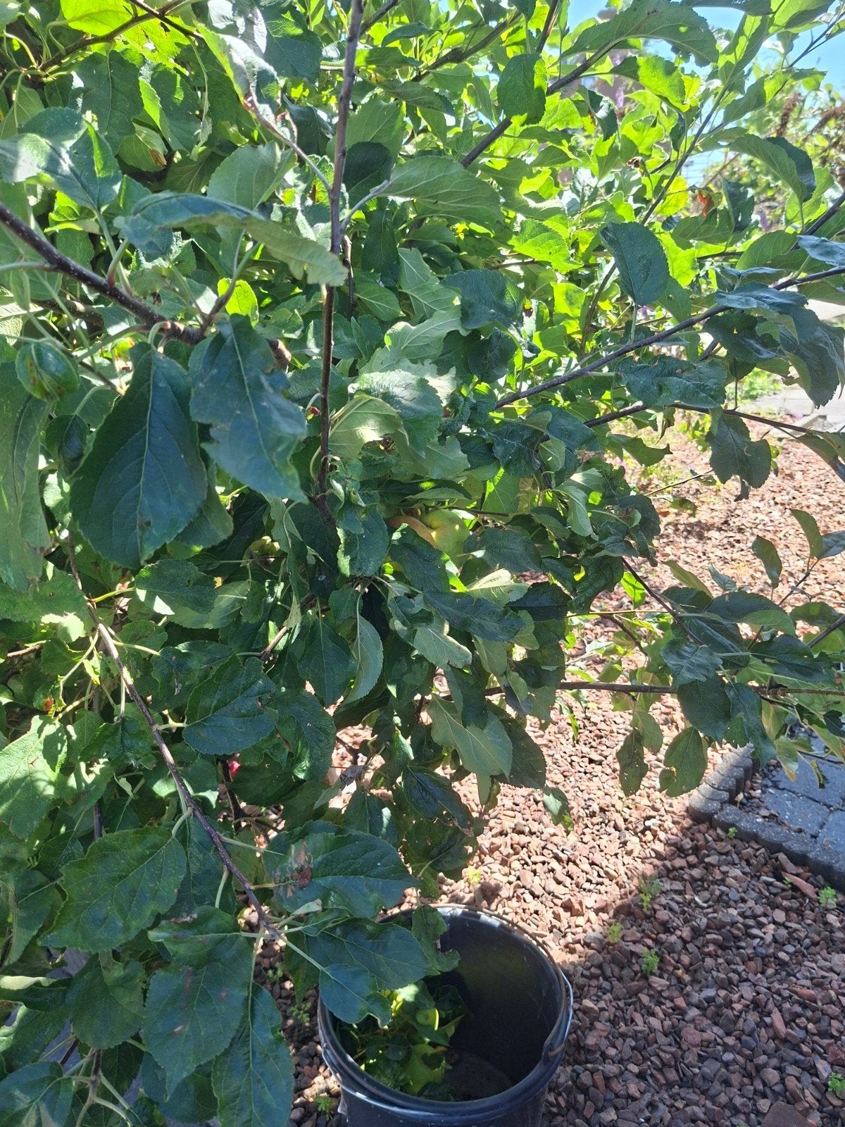 gratis 1 appelboom met veel appels, Tuin en Terras, Planten | Fruitbomen, Ophalen, Lente, Volle zon, Appelboom